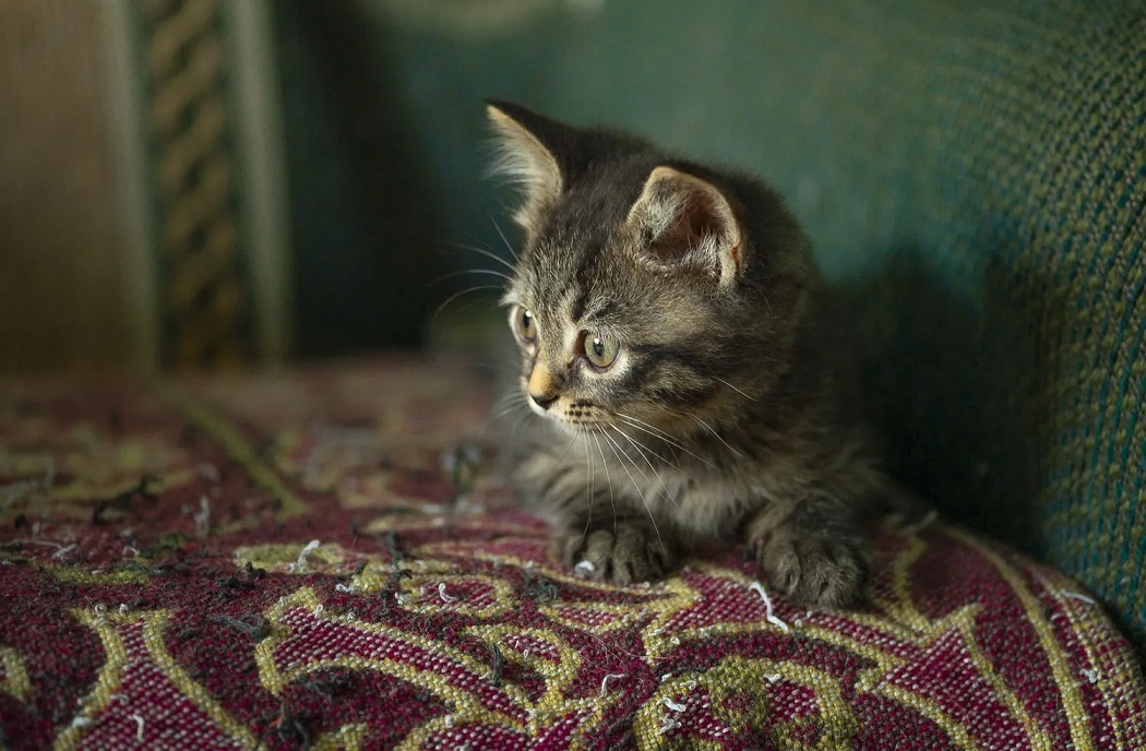 ���������