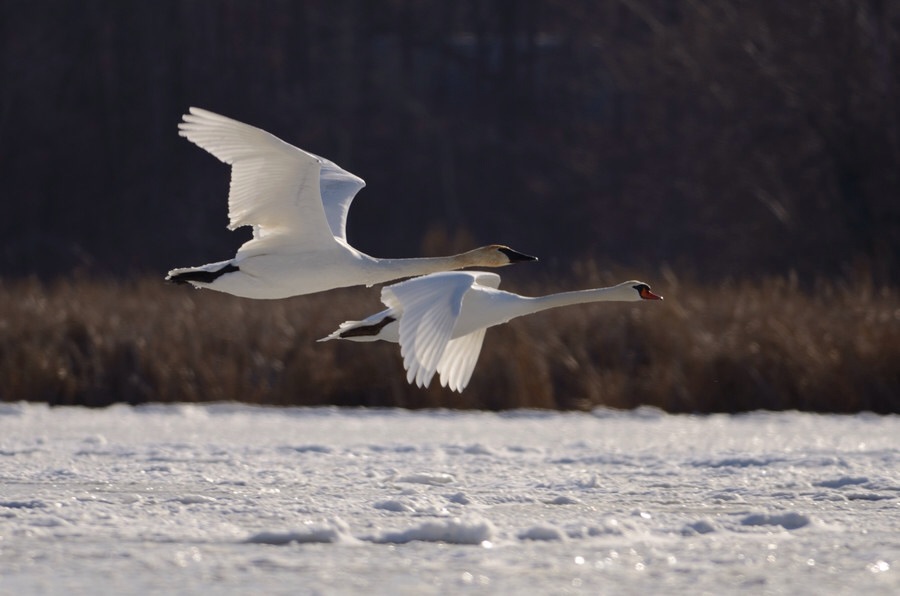 ���������