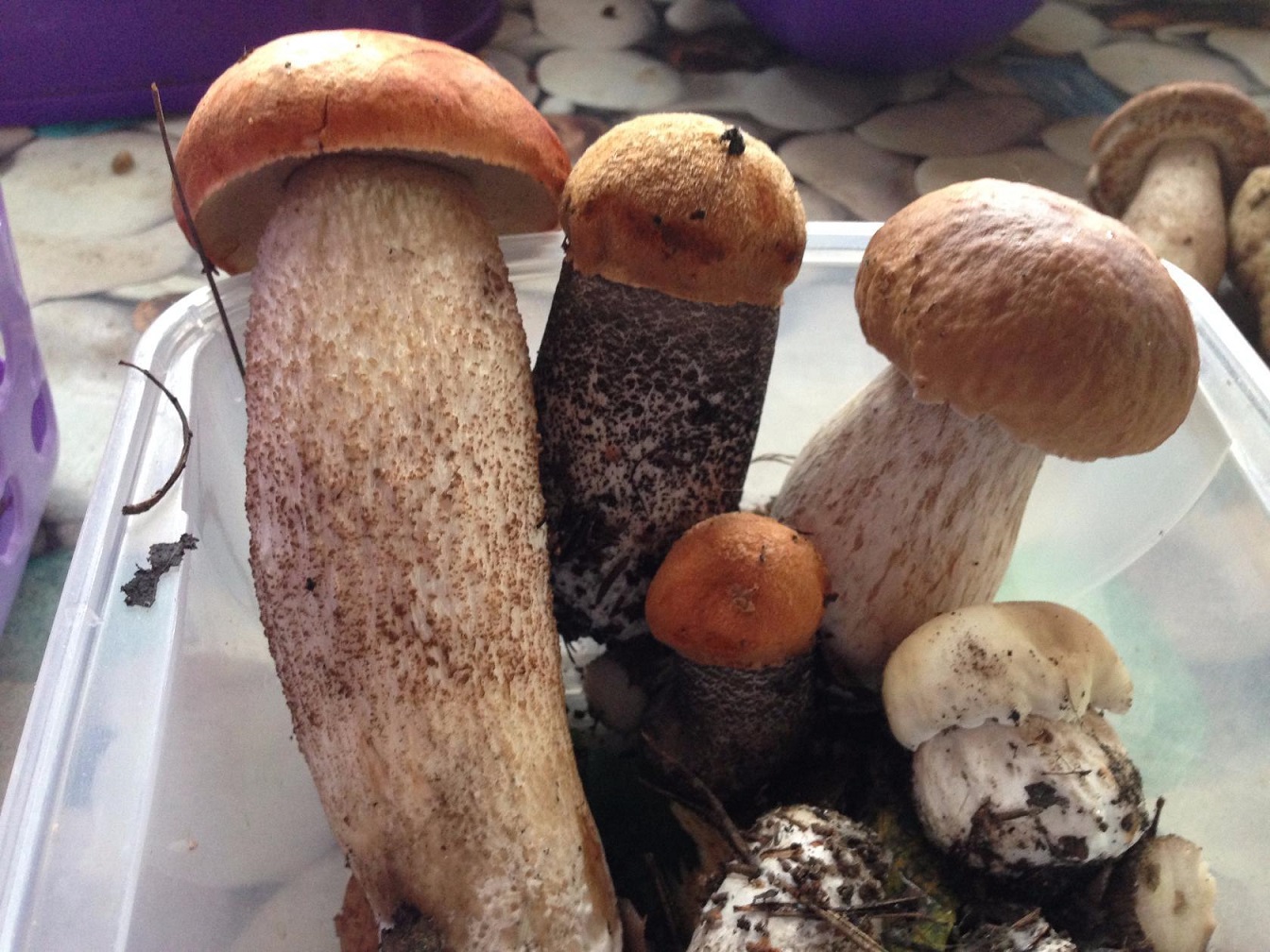 ���������