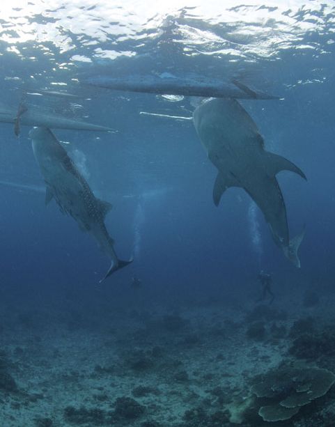 ���������