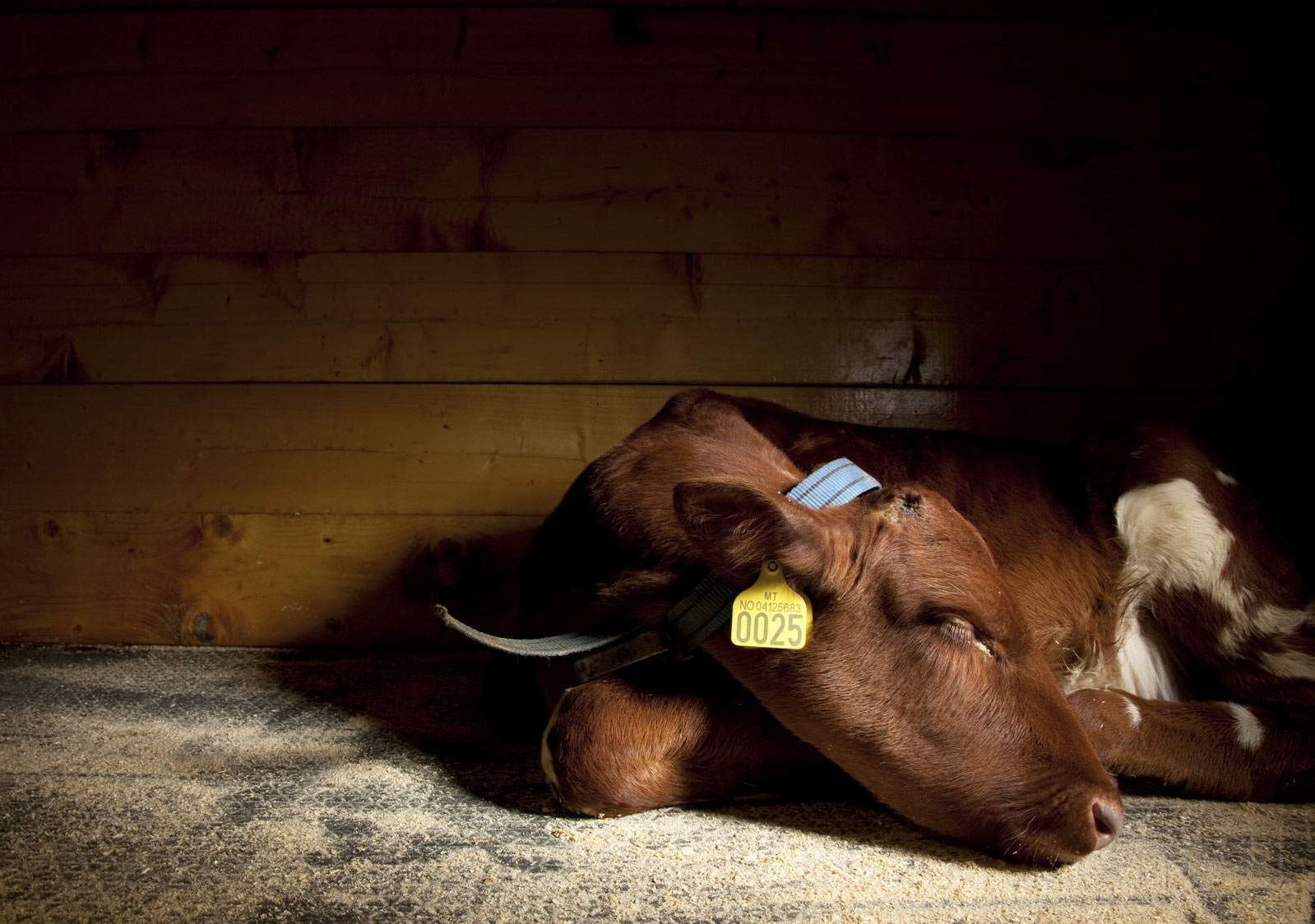 ���������