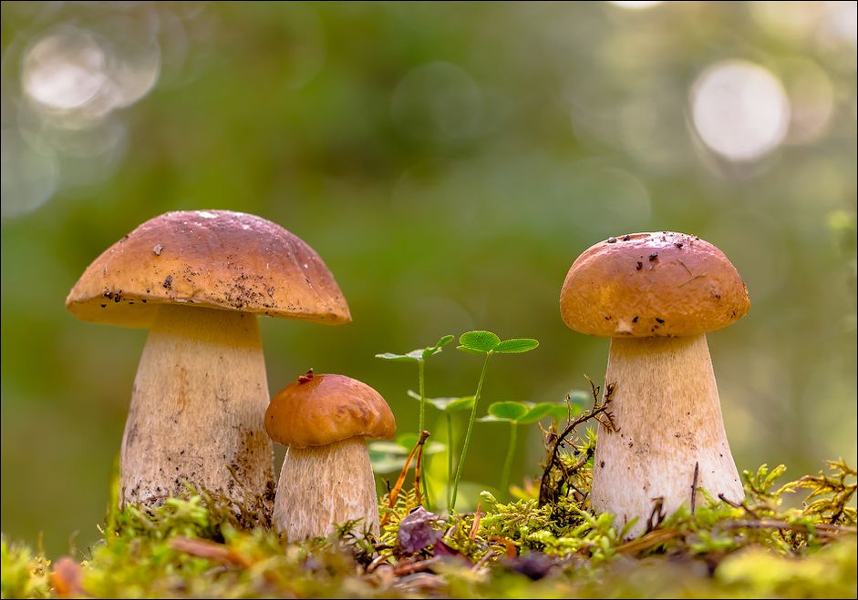 публикация