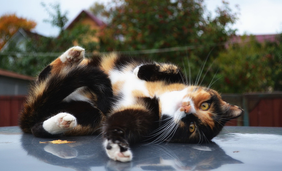 ���������