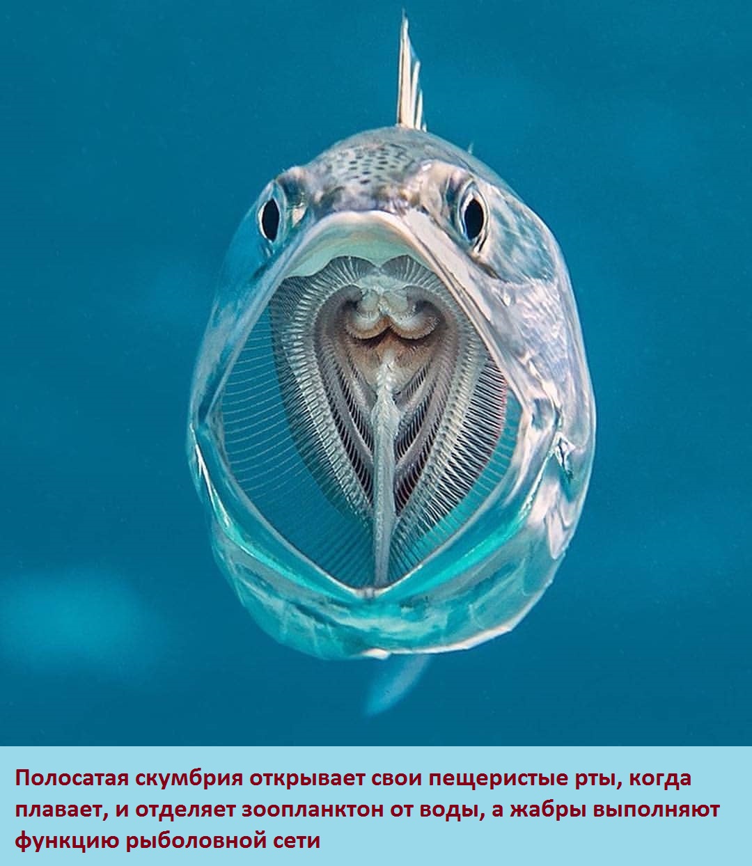 публикация