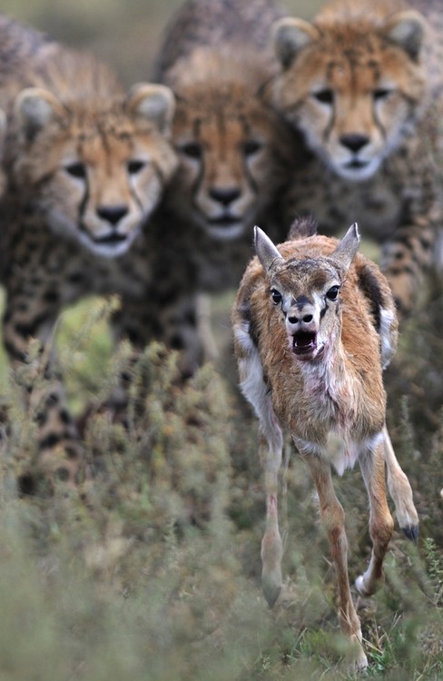 публикация