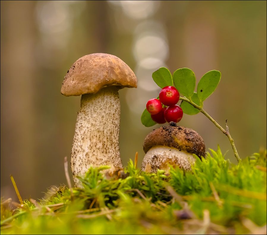 публикация