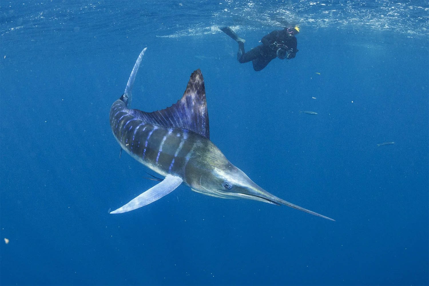 ����������