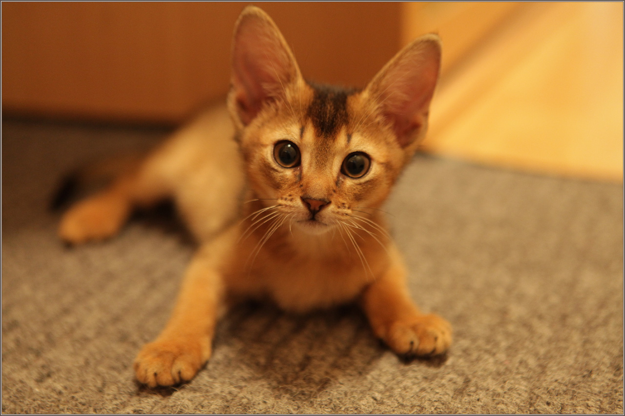 ����������