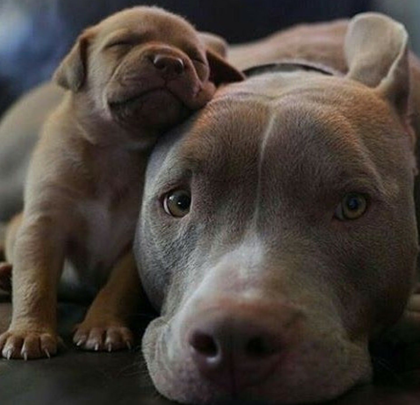 публикация