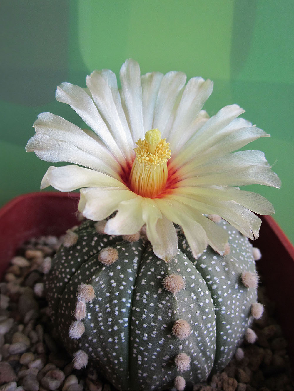 ����������