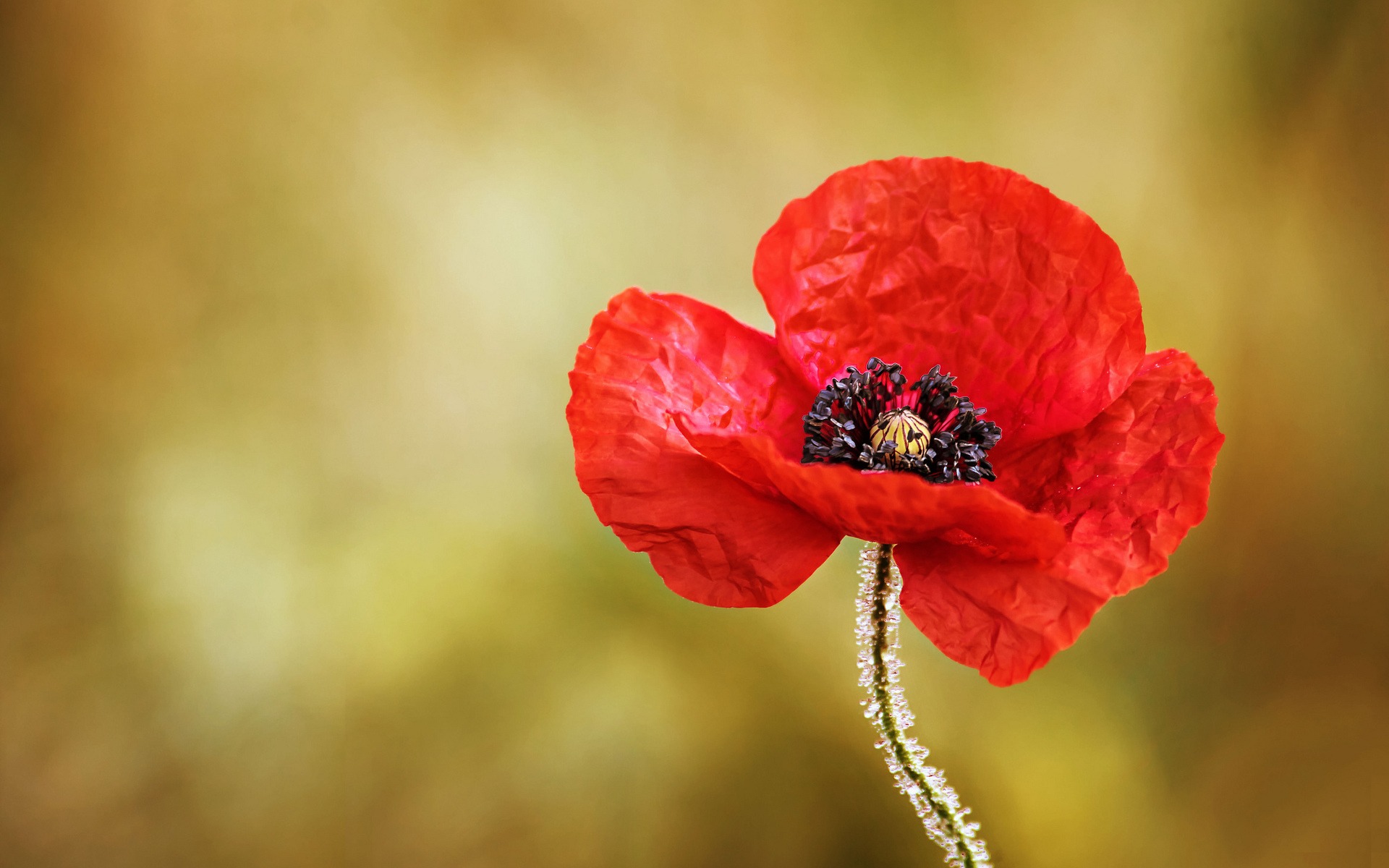 публикация