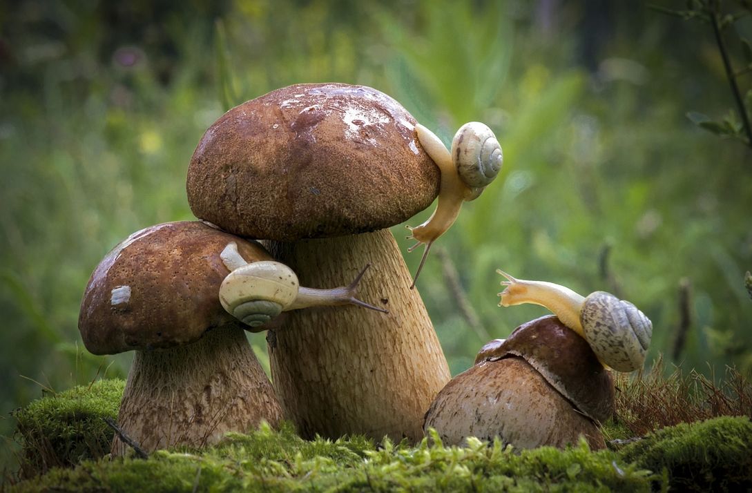 публикация