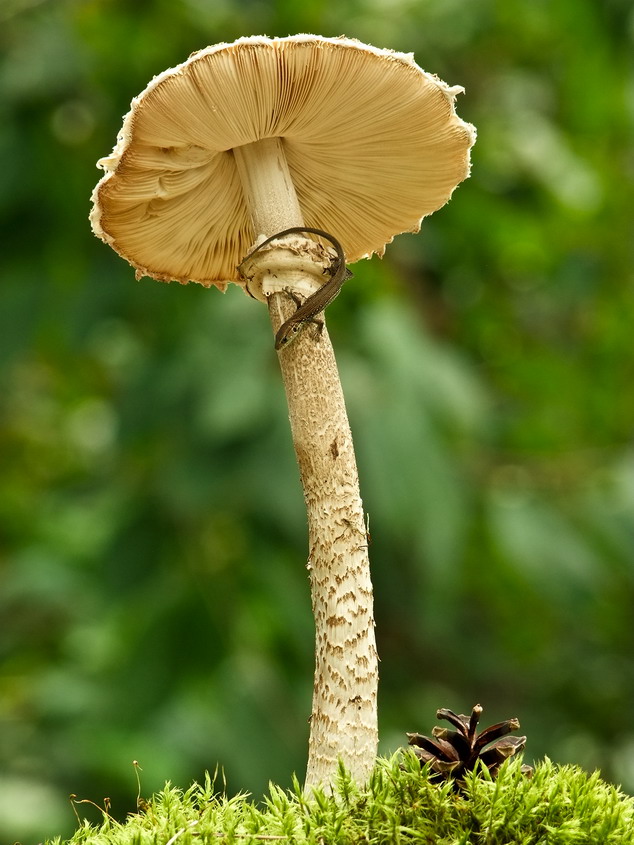 публикация