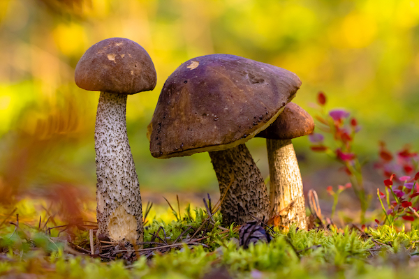 публикация