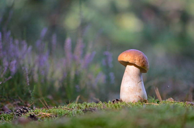 публикация