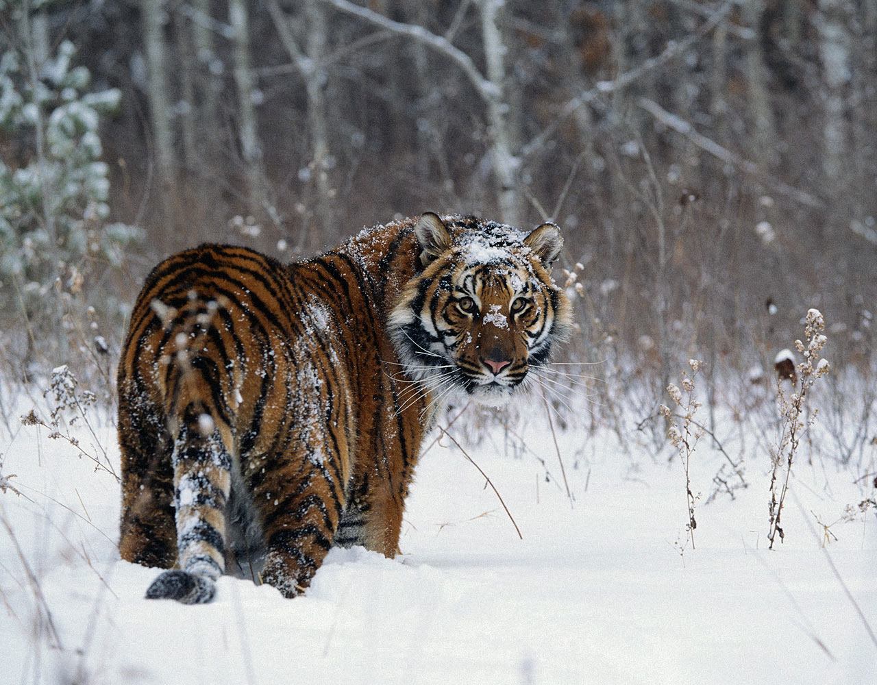 ����������